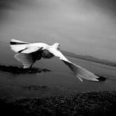 Ζουγραφίες