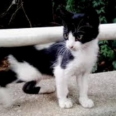 Σιλβέστρος ο πολυμήχανος (αφήγημα)