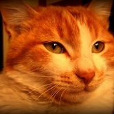 Μαξ ο Τυχερόγατος