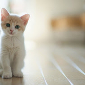 Το Γατσατσόνι