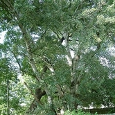 Η λεύκα του Ντίζο