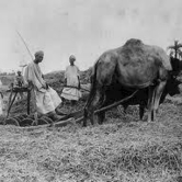 Σαν τα τρελά πουλιά